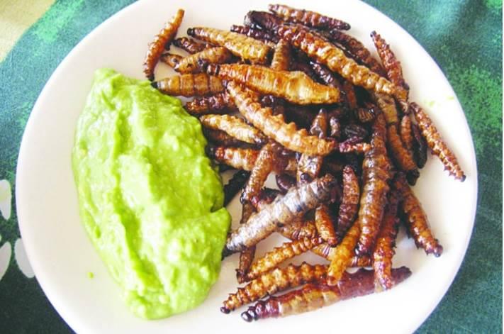 La importancia de incluir insectos a tu dieta La importancia de incluir insectos a tu dieta