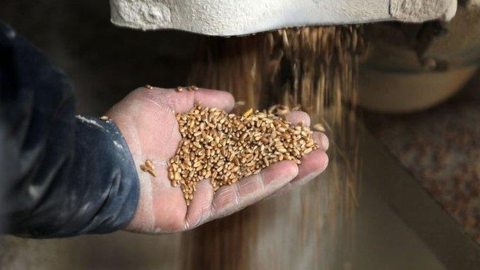 Aceptaría Rusia ampliar acuerdo de cereales sólo por 60 días Aceptaría Rusia ampliar acuerdo de cereales sólo por 60 días