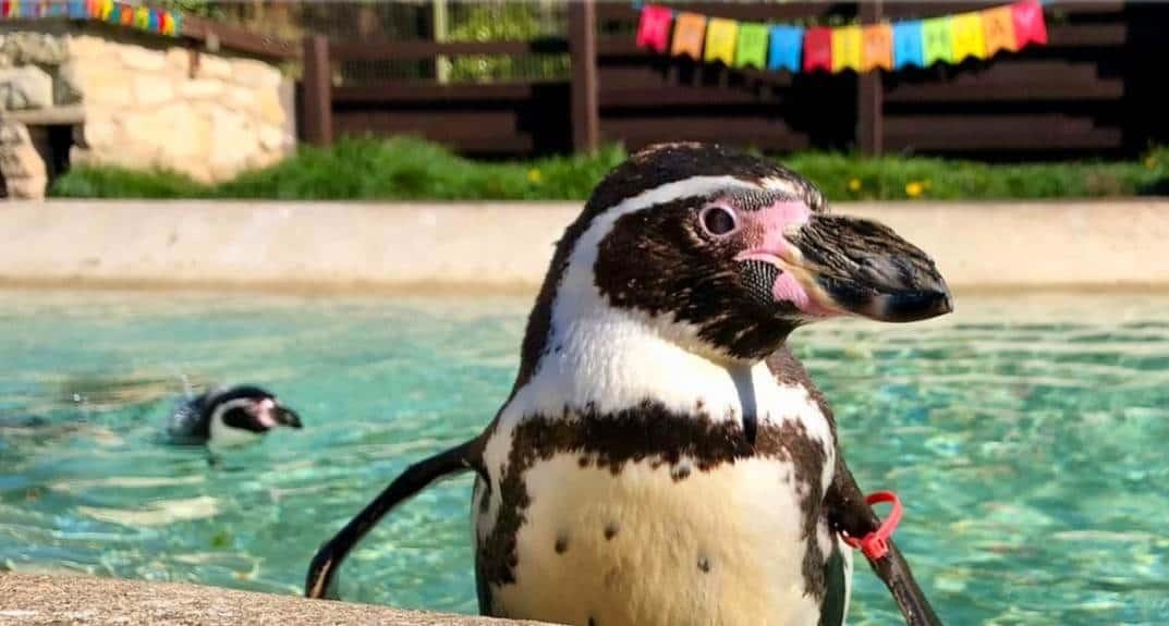 Muere Rosie, pingüino de Humboldt más longevo del mundo Muere Rosie, pingüino de Humboldt más longevo del mundo