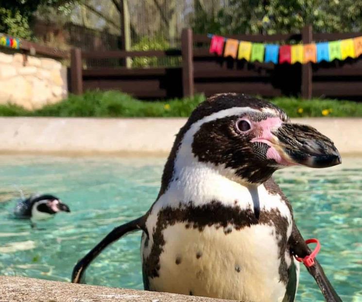 Muere Rosie, la pingüino de Humboldt más longeva del mundo