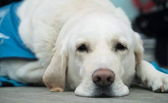 Veterinaria de SLP no era carnicería clandestina: Fiscalía