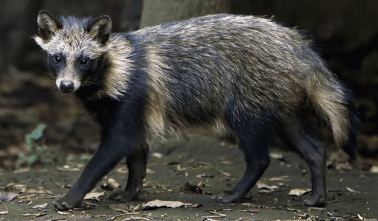 El perro mapache pudo ser el posible origen del Covid-19 El perro mapache pudo ser el posible origen del Covid-19