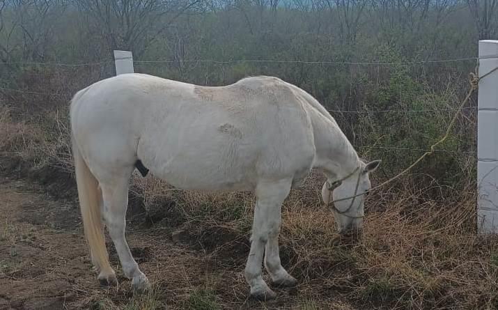 Detienen en Cadereyta a presuntos ladrones de caballos