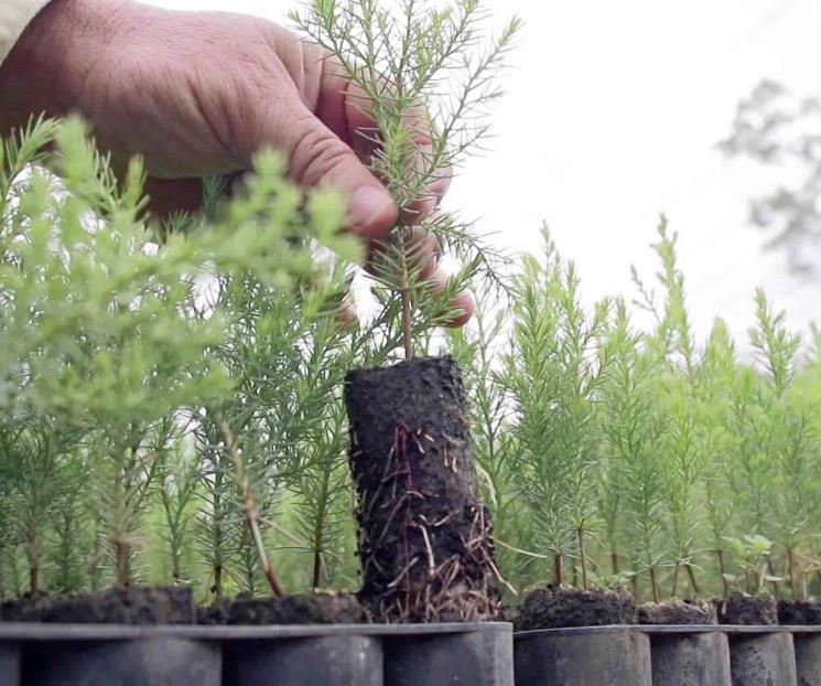 Inicia hoy NL reforestación del área metropolitana