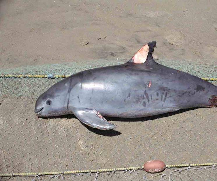 Sancionan a México por no proteger a la vaquita marina Sancionan a México por no proteger a la vaquita marina