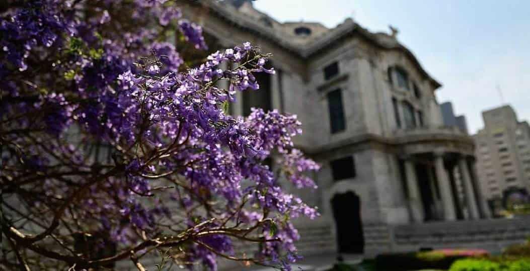 Jacaranda, árbol de los más abundantes