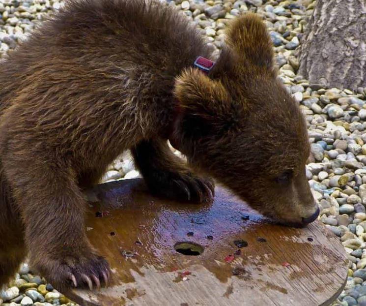 Hombre compra un cachorro de oso creyendo que era un perro