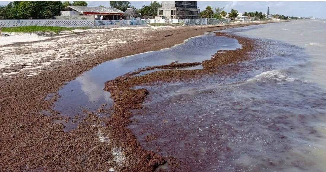 Playas de Yucatán se cubren de sargazo antes de Semana Santa Playas de Yucatán se cubren de sargazo antes de Semana Santa