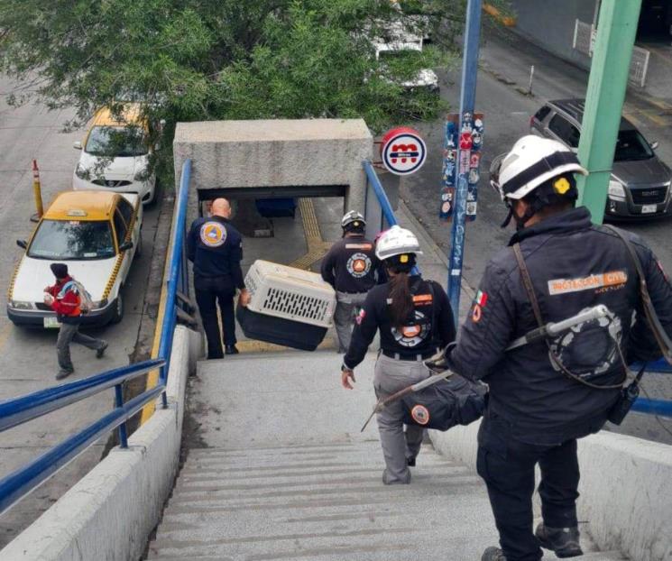 Rescatan a perro atorado en estación del Metro