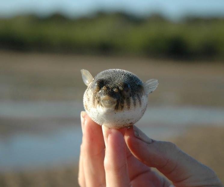 Muere mujer después de comer un pez globo en Malasia