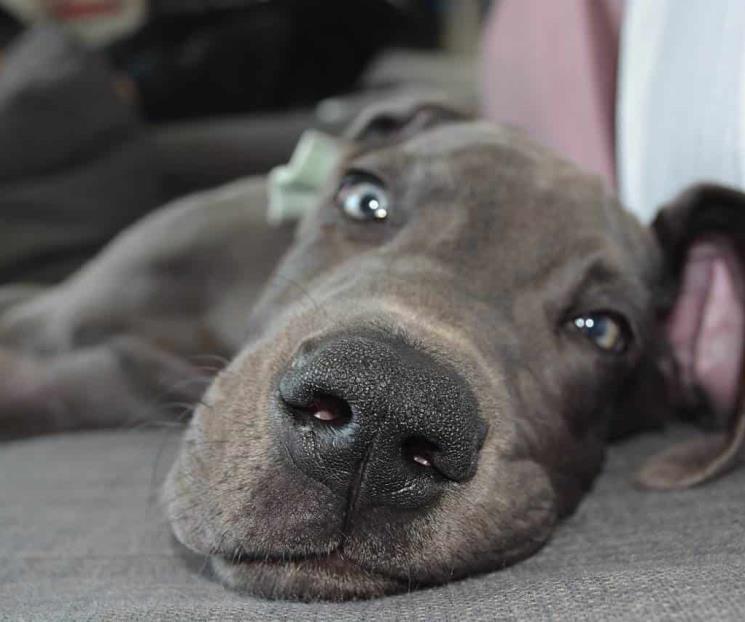Gran danés da a luz a 21 cachorros