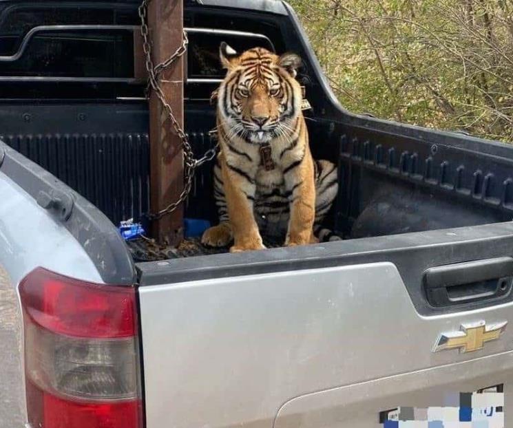Rescatan a tigre de bengala en Culiacán Rescatan a tigre de bengala en Culiacán