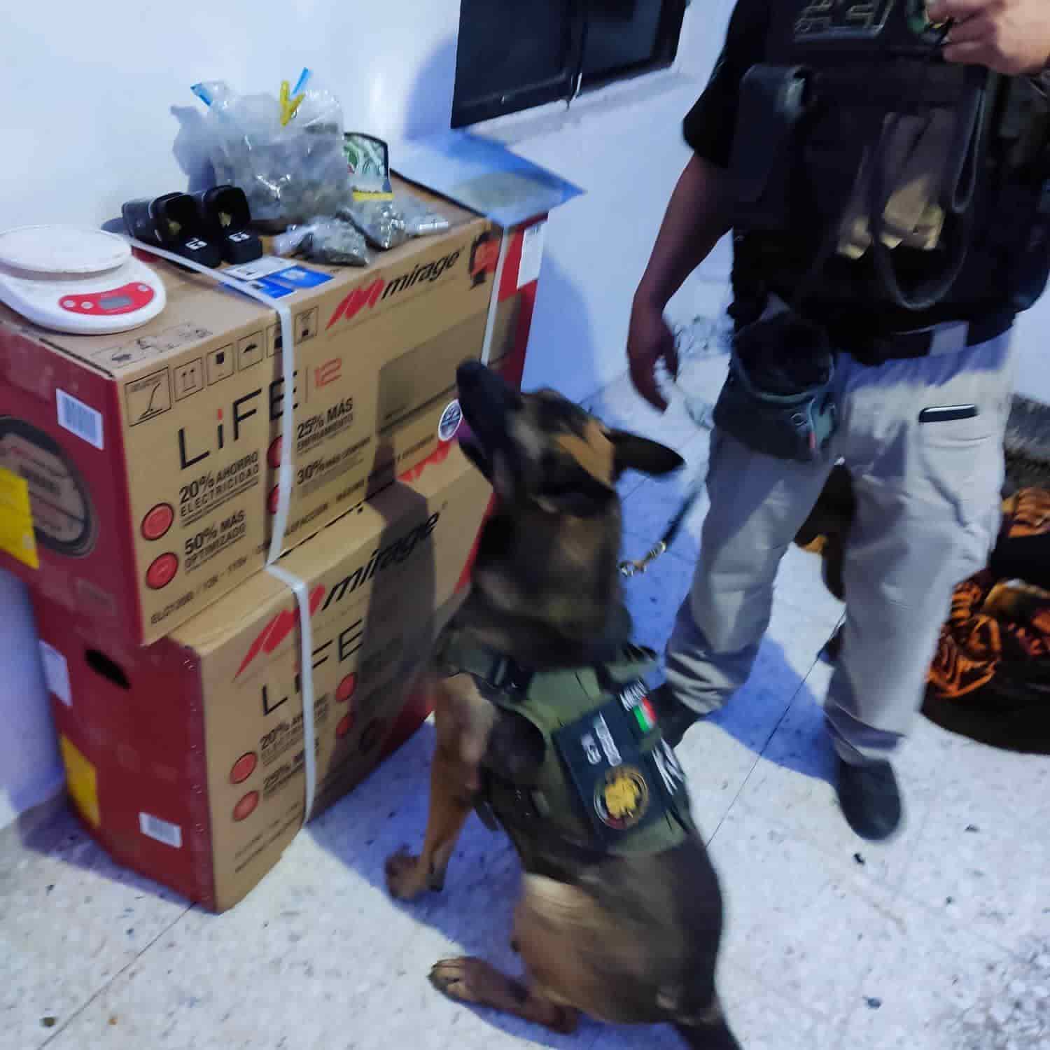 Un grupo de seis personas, entre ellas una mujer, fueron arrestados tras un cateo realizado por la Fiscalía General de Justicia, en un domicilio de la Colonia Mitras Norte, en Monterrey, donde se aseguró droga y un arma de fuego