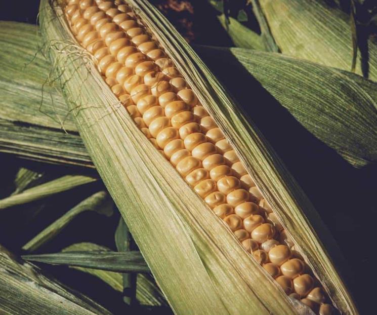 México sin elementos científicos de prohibición de maíz México sin elementos científicos de prohibición de maíz