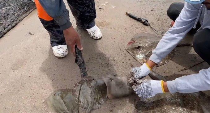 Funcionaria manda cortar aguijón de mantarrayas en Sonora