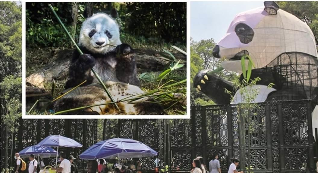 Los osos panda más famosos que han vivido en Chapultepec