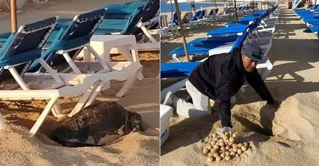 Camastros impiden a tortuga golfina desovar en Los Cabos