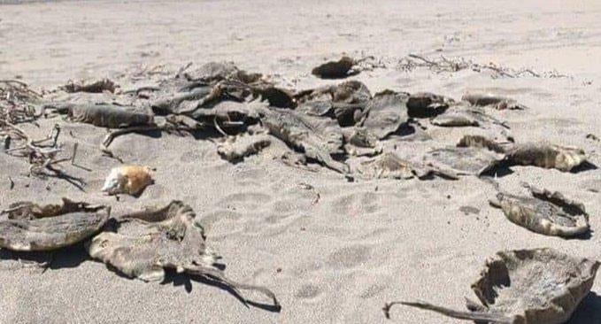 Aparecen rayas y mantarrayas muertas en playa de Sonora Aparecen rayas y mantarrayas muertas en playa de Sonora