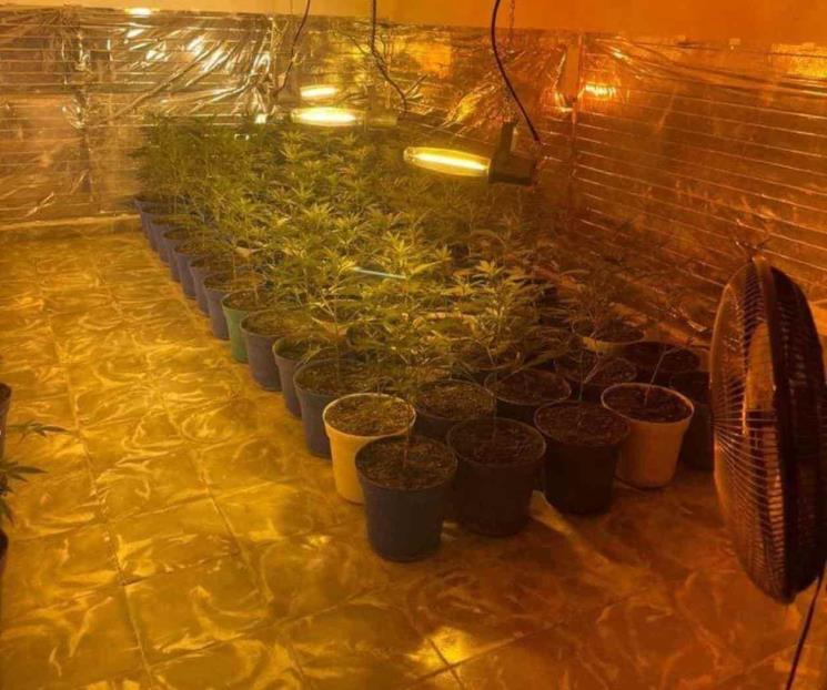 Desmantelan invernadero de marihuana en Santiago