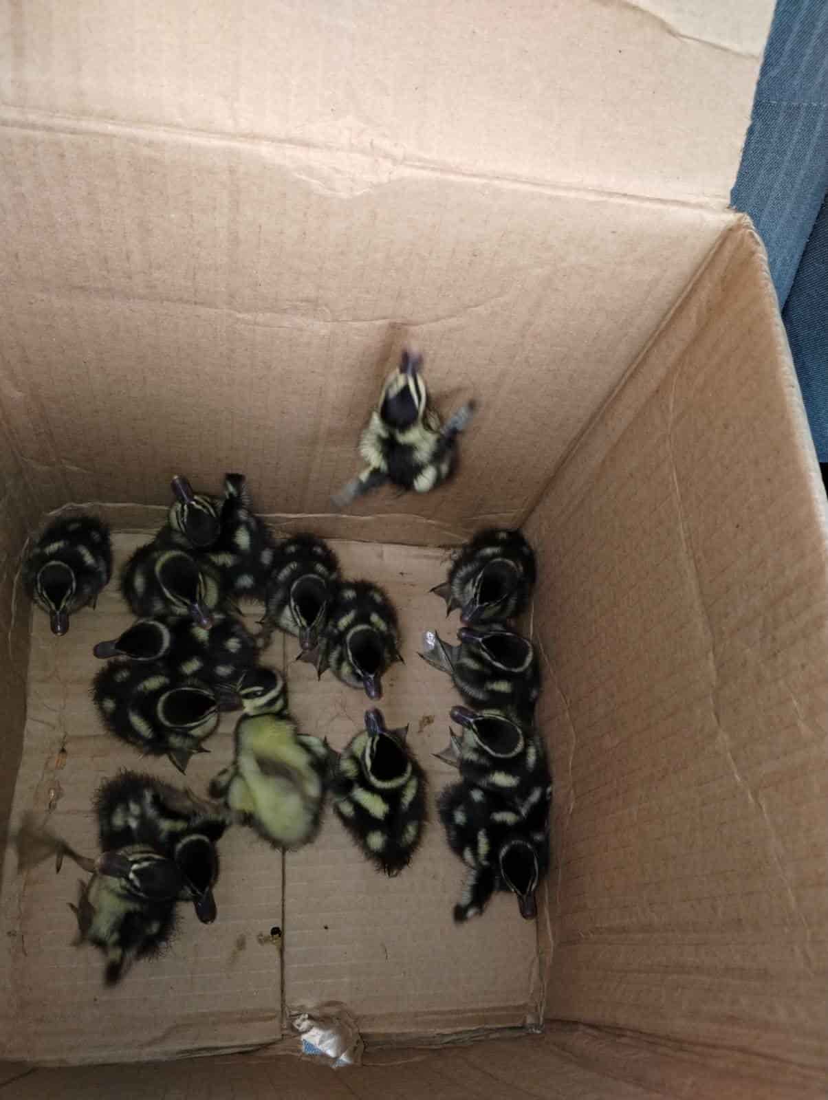 Mientras realizaba su recorrido de vigilancia en la zona, un oficial del grupo motorizado de la Policía de Monterrey localizó a 16 patos, en el centro de la ciudad