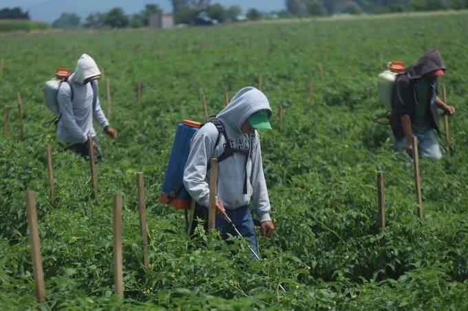 Hospitalizan a otros 2 hijos de jornaleros de Guasave