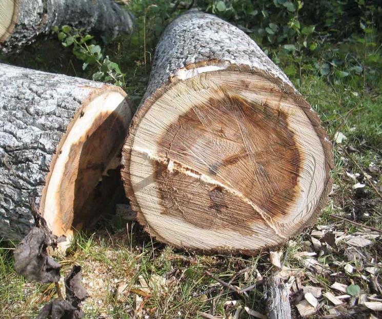 Buscan proteger nuevas zonas naturales en Guerrero