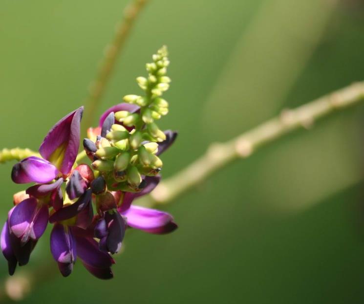 Conoce el kudzu y cómo ayuda a controlar la ansiedad Conoce el kudzu y cómo ayuda a controlar la ansiedad