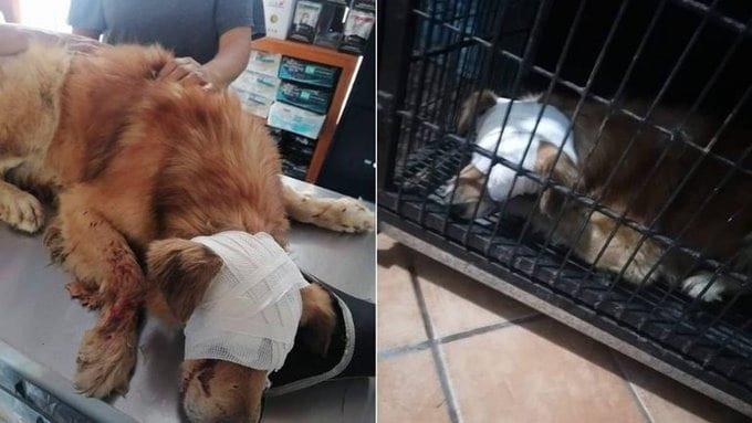 Pican ojos y dejan ciego a Zeus, perro callejero en Oaxaca Pican ojos y dejan ciego a Zeus, perro callejero en Oaxaca
