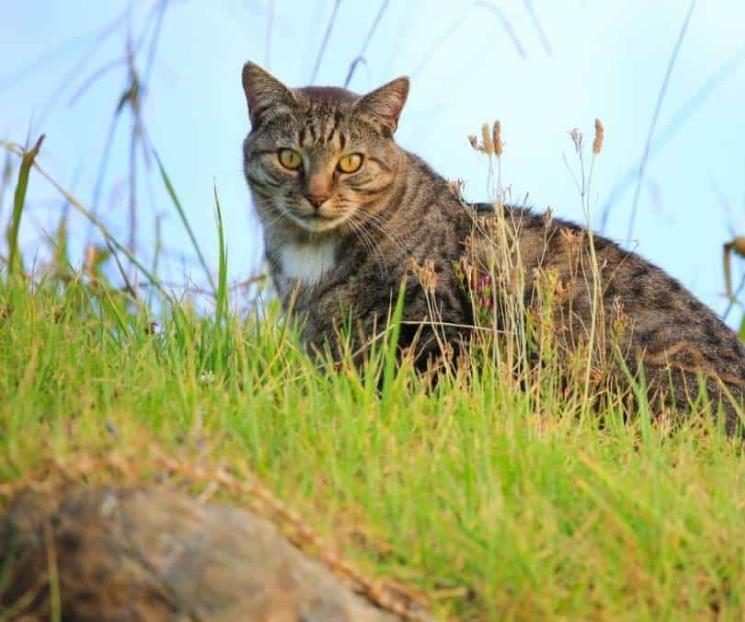 Cancelan torneo que premiaba matar gatos en Nueva Zelanda Cancelan torneo que premiaba matar gatos en Nueva Zelanda