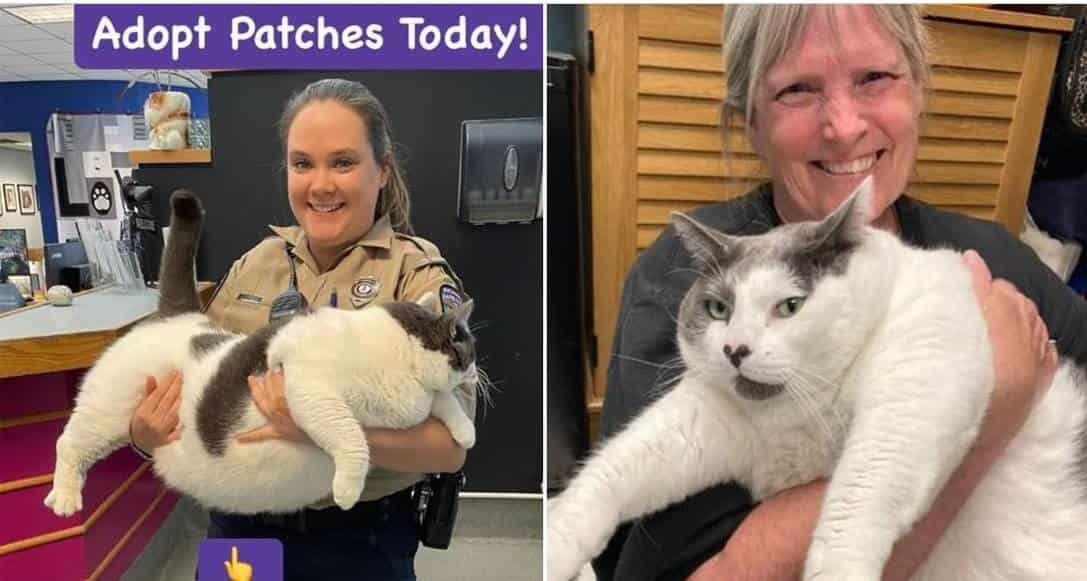 Patches, el gato de 40 libras que encontró hogar Patches, el gato de 40 libras que encontró hogar