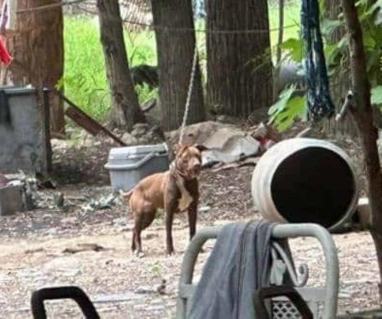 Clausuran criadero de perros clandestino en Monterrey Clausuran criadero de perros clandestino en Monterrey