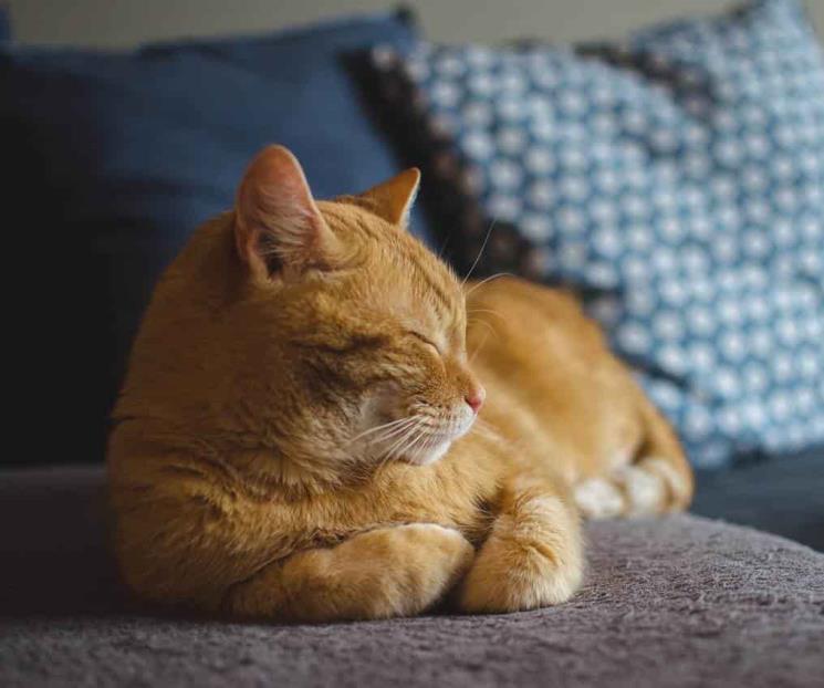 Adolescente deja de vivir con sus padres y gato ocupa cuarto