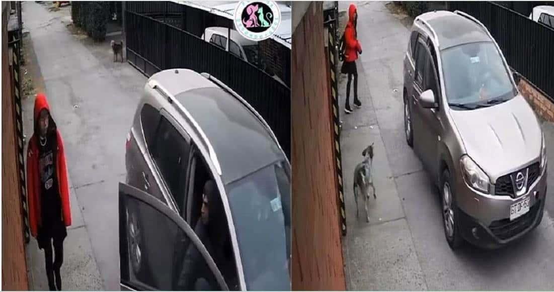 Perro salva a una niña de ser secuestrada en Chile Perro salva a una niña de ser secuestrada en Chile