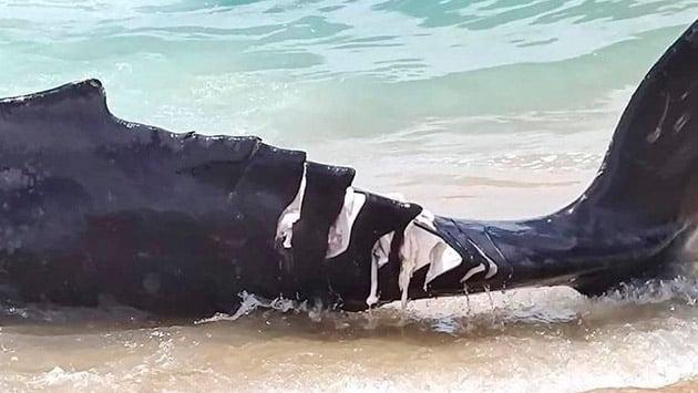 Condenan muerte de cría de ballena en Los Cabos Condenan muerte de cría de ballena en Los Cabos