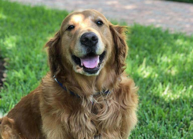 Promueven con brigada la adopción de mascotas en García Promueven con brigada la adopción de mascotas en García