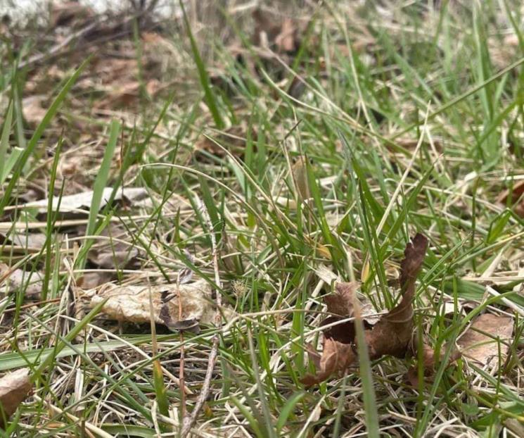 El reto de la serpiente que aterroriza las redes