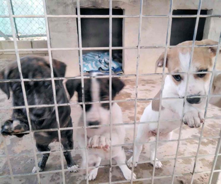 Prohíben venta de gatos y perros en tiendas