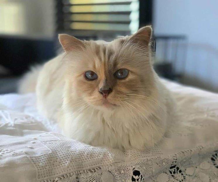 ¿Quién se quedó con Choupette, la gata de Karl Lagerfeld?