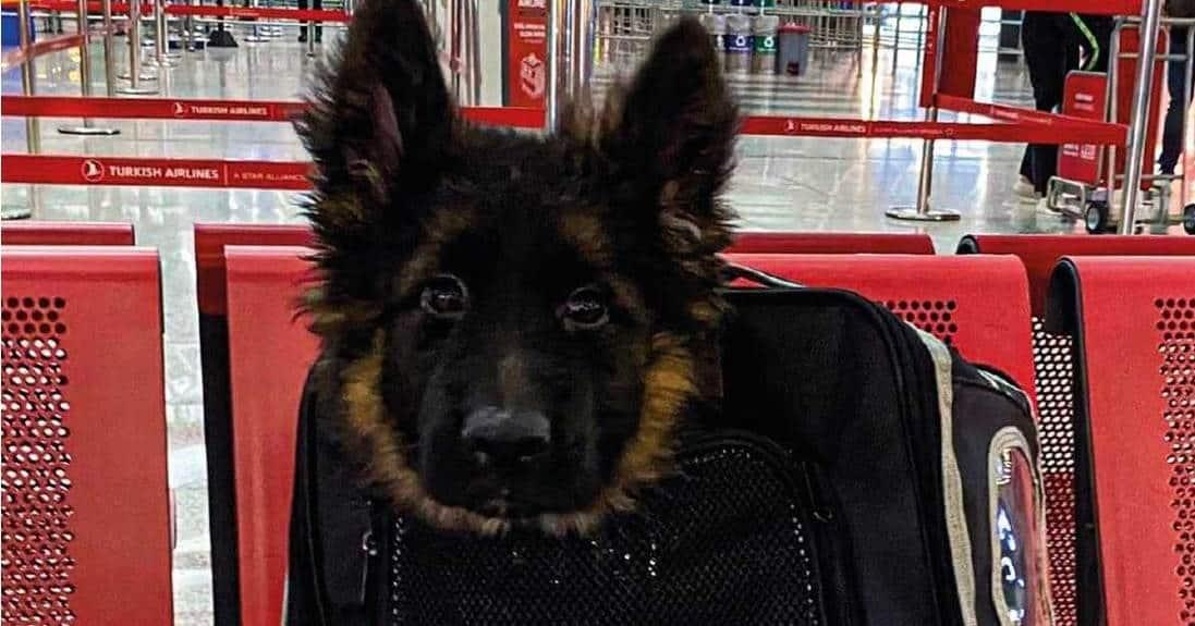 Llega al AICM cachorro donado tras la muerte de Proteo