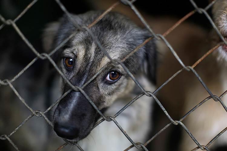 Atiende Medio Ambiente denuncia por maltrato animal