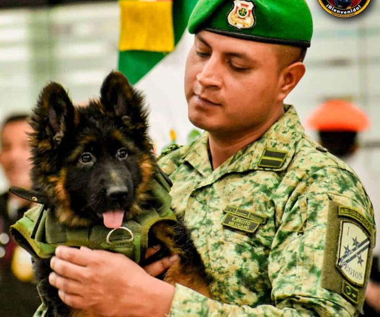 Sedena convoca a elegir nombre para el cachorro turco