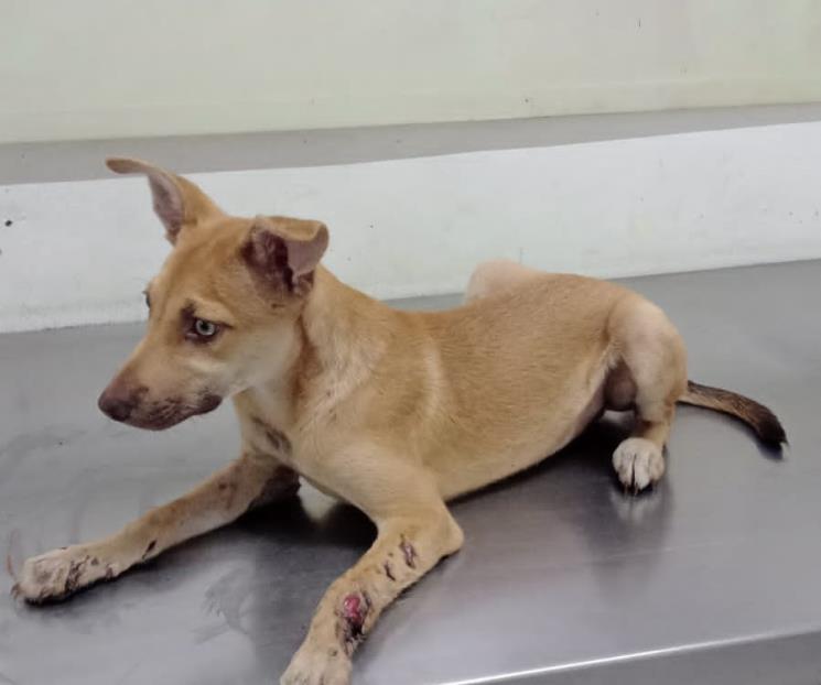 Rescatan a perro agredido