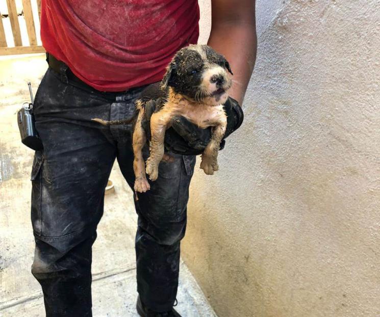 Rescatan a cachorro atrapado en tubo Rescatan a cachorro atrapado en tubo