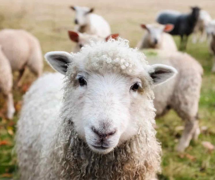 ¿Inteligencia artificial para hablar con los animales?