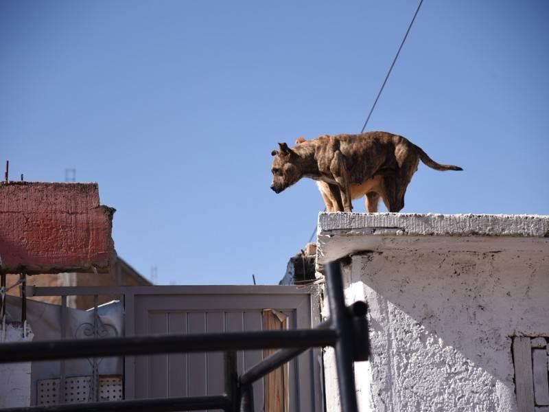 Buscan 5 años de cárcel a quien abandone perros en azoteas Buscan 5 años de cárcel a quien abandone perros en azoteas