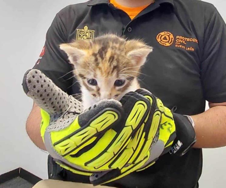 Rescatan gatitos en Monterrey; los darán en adopción Rescatan gatitos en Monterrey; los darán en adopción