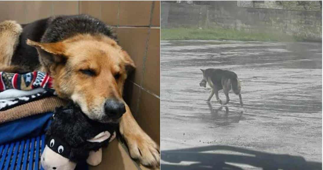 Nikki, la perra que se viralizó por deambular con peluche