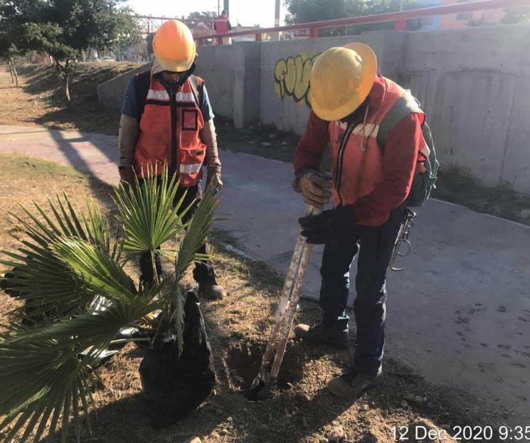 Realiza Nava labores de reforestación en Santa Catarina