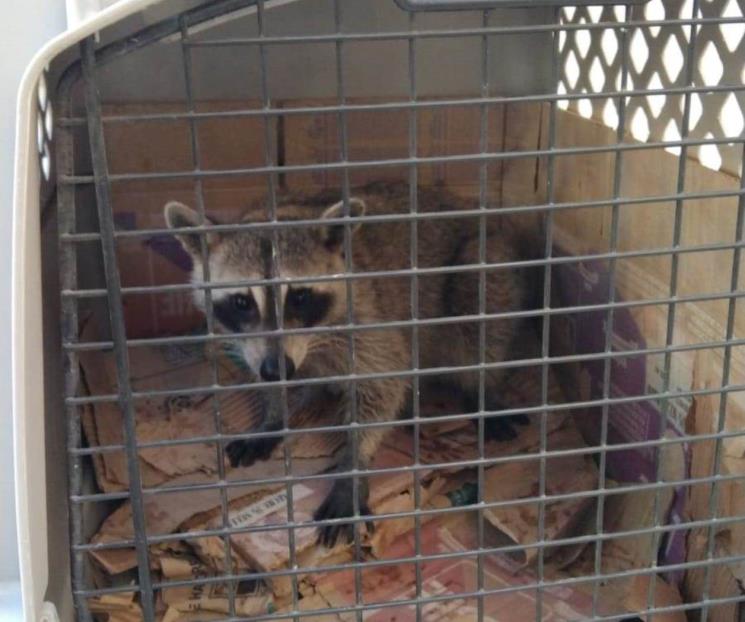 Rescatan a mapache que paseaba al sur de Mty