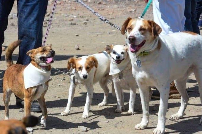 Los daños que provoca la ceniza en humanos y mascotas Los daños que provoca la ceniza en humanos y mascotas